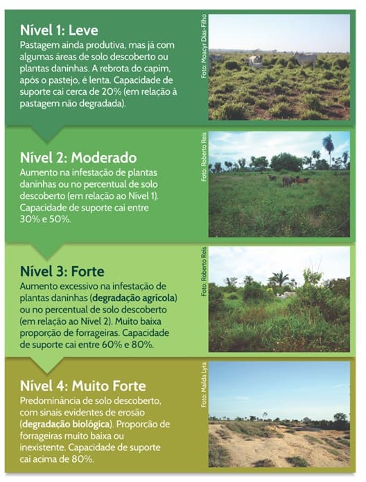 PNCP: Entenda o Programa Nacional de Conversão de Pastagens Degradadas e Seus Benefícios