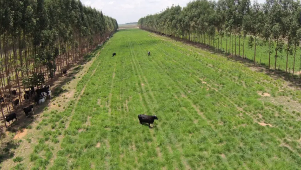 ILPF: A Integração Lavoura-Pecuária-Floresta como Estratégia de Recuperação