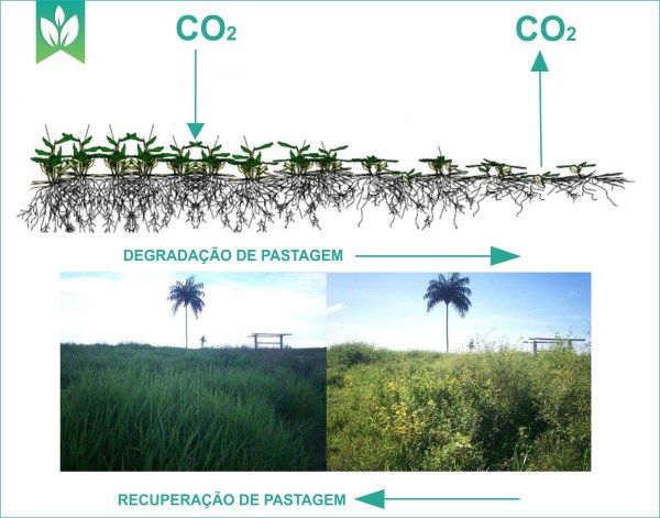Recuperação vs. Renovação de Pastagens: Qual a Melhor Opção para Sua Propriedade?