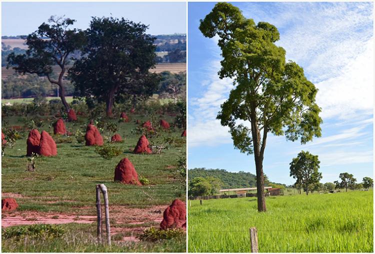 recuperação de pastagens degradadas