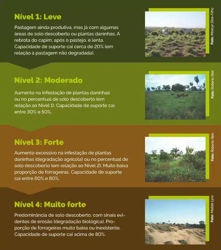 Calagem e Adubação: O Segredo para Pastagens Mais Produtivas e Rentáveis