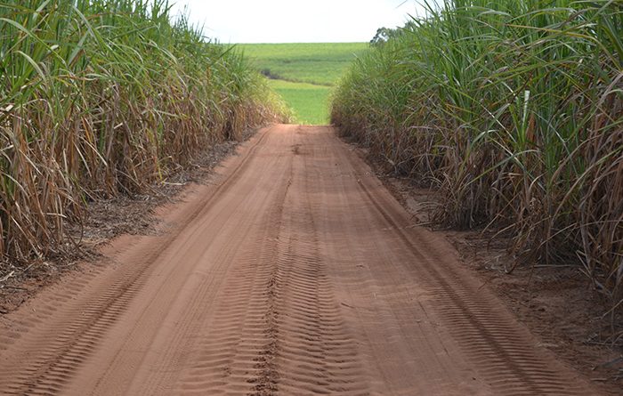 Como Identificar e Controlar o Bicudo-da-Cana