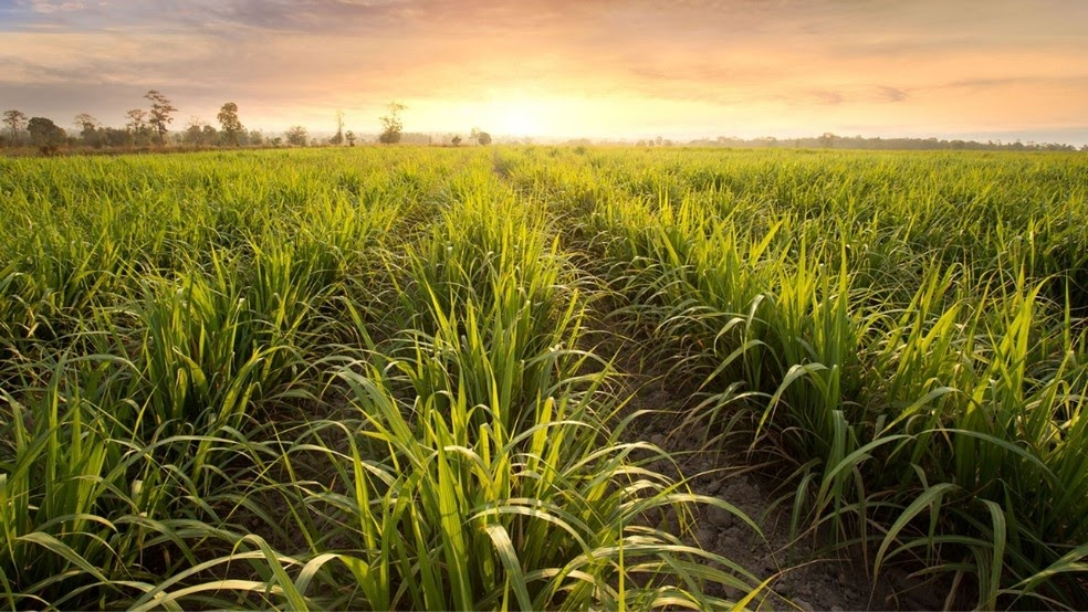 Benefícios da Rotação de Culturas para o Solo