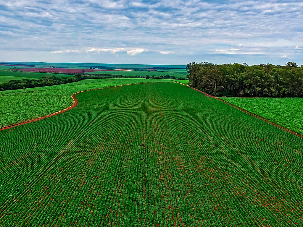 renovação do canavial quando é a hora certa