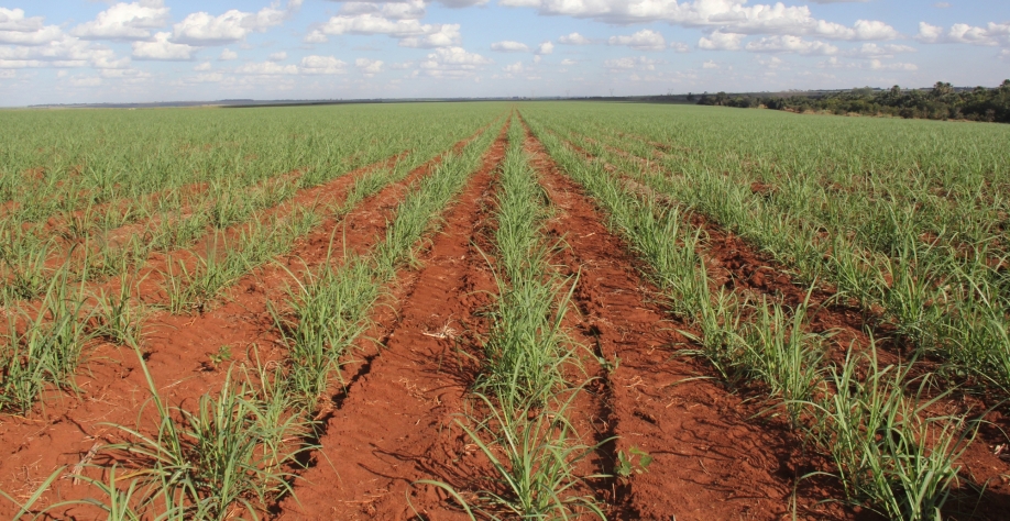 Guia Completo sobre Gessagem no Canavial