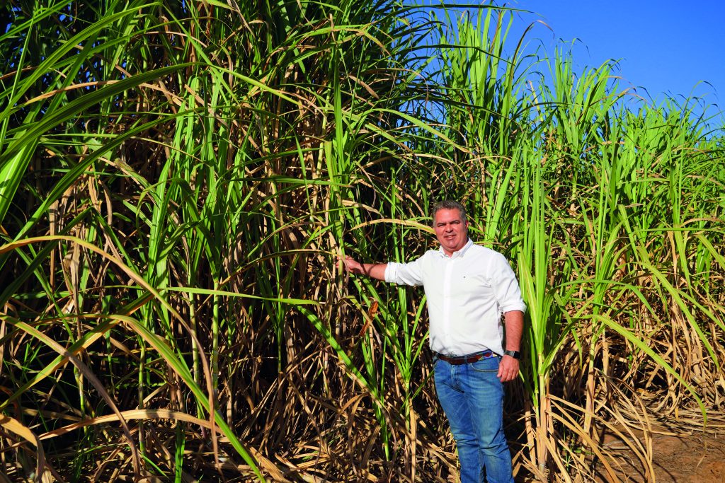 Como Identificar e Controlar o Bicudo-da-Cana