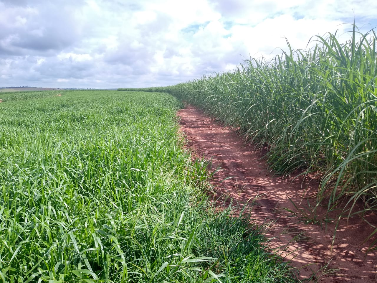 Benefícios da Rotação de Culturas para o Solo