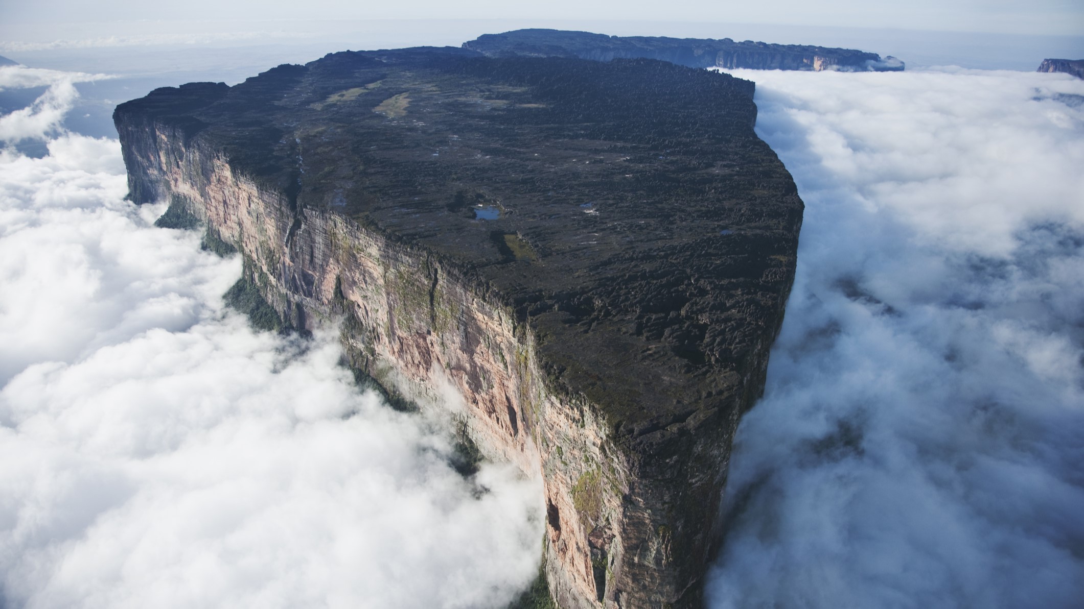 Fauna e flora endêmica Monte Roraima