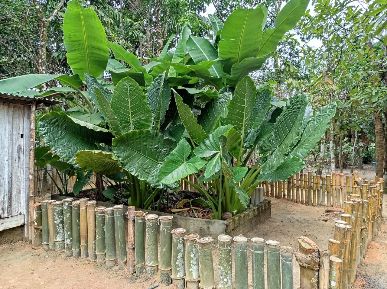 1. Construção Passo a Passo da Fossa de Bananeiras