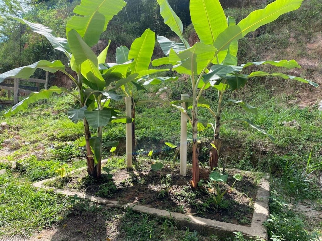 3. Segurança Alimentar: Mitos e Verdades sobre Frutas de Fossa Ecológica