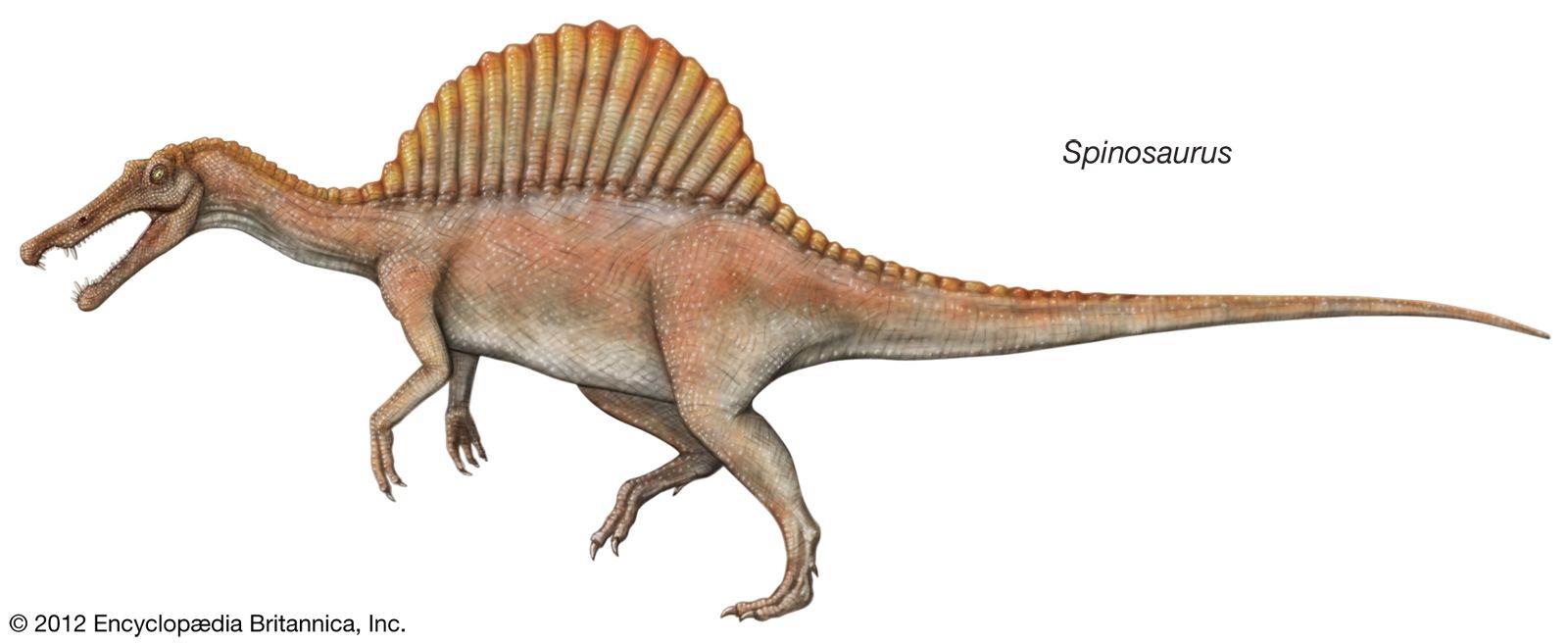 spinosaurus aegyptiacus