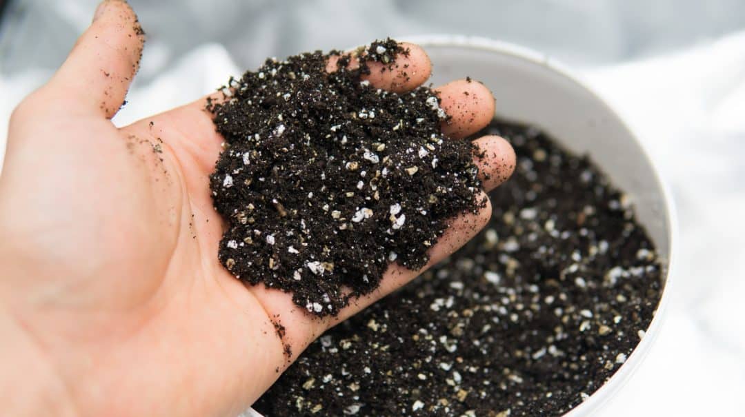 Guia Completo de Adubação para Vasos