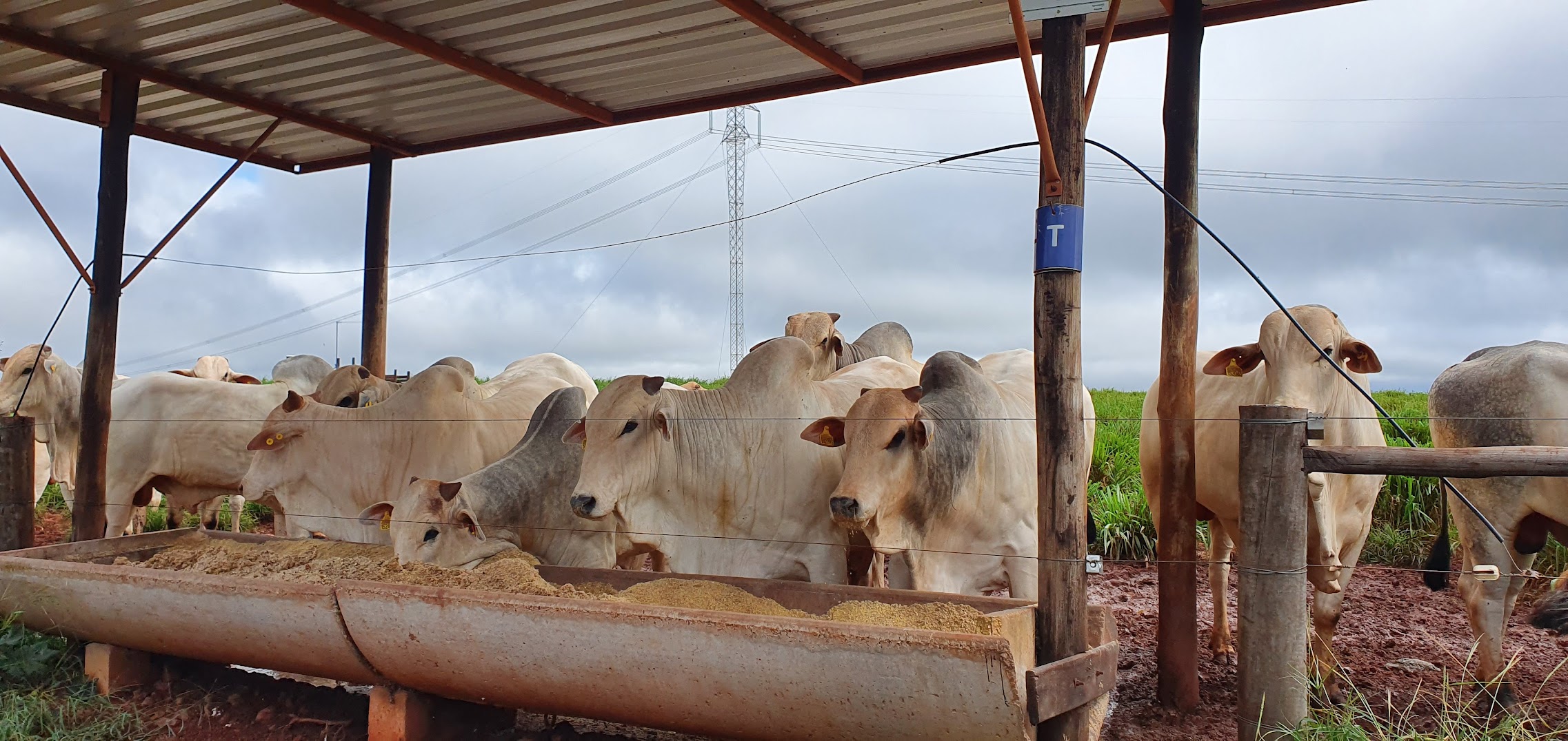 Suplementação na Seca: Evitando o 'Boi Sanfona' e Maximizando Lucros