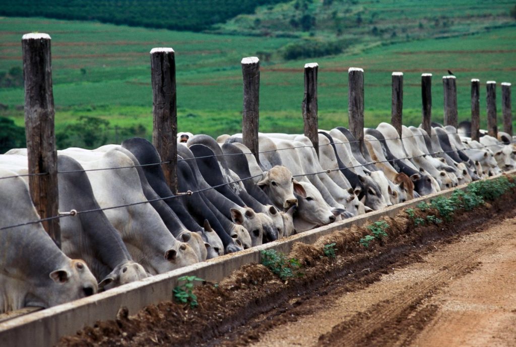 Manejo de Cochos: O Segredo para uma Suplementação Eficiente