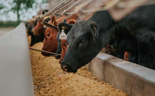 A Importância do Suplemento Proteico Energético na Recria e Terminação