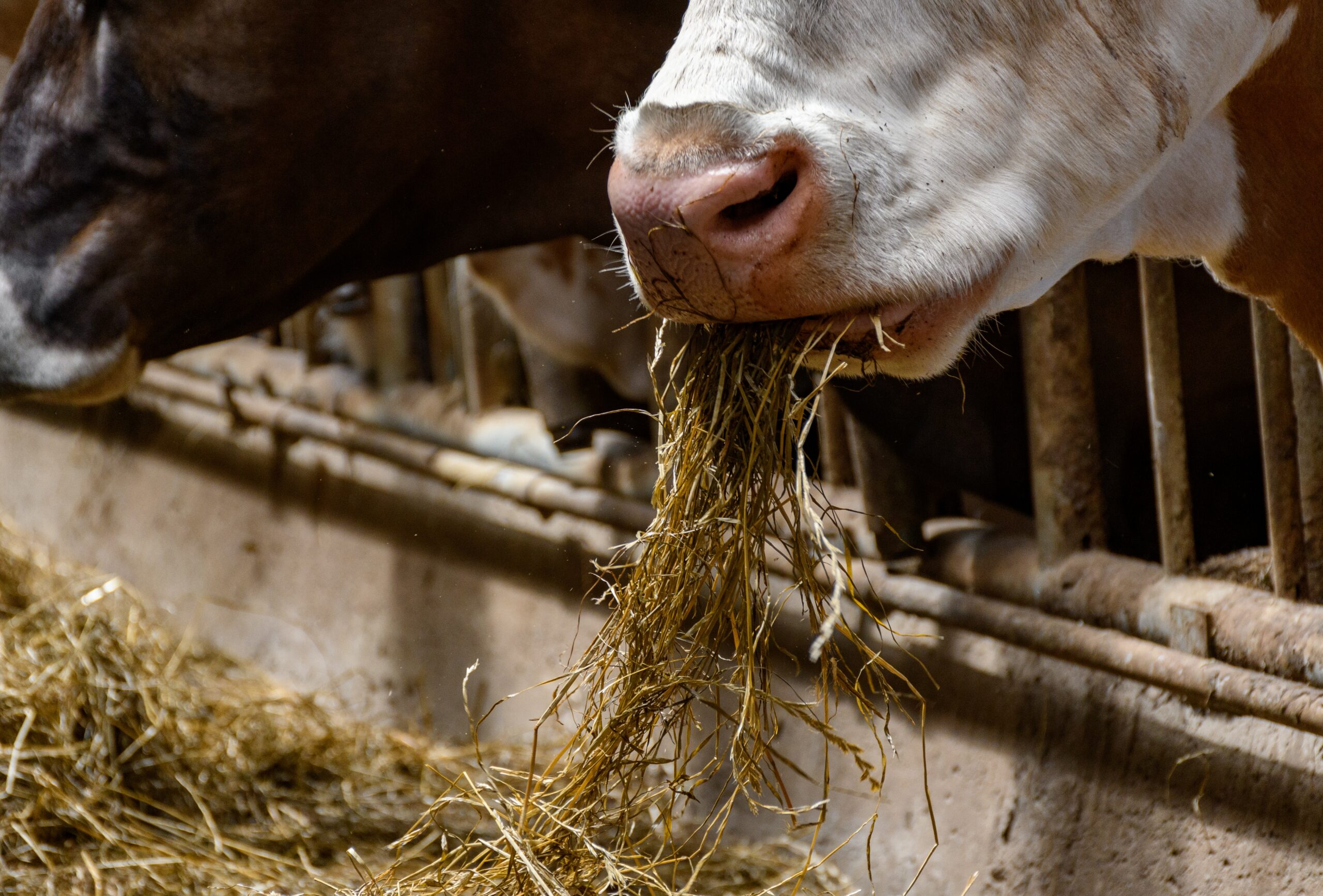 Guia Completo: Como Escolher o Suplemento Ideal para seu Gado