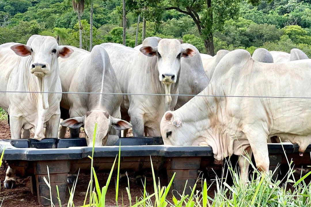 Suplementação na Seca: Evitando o 'Boi Sanfona' e Maximizando Lucros