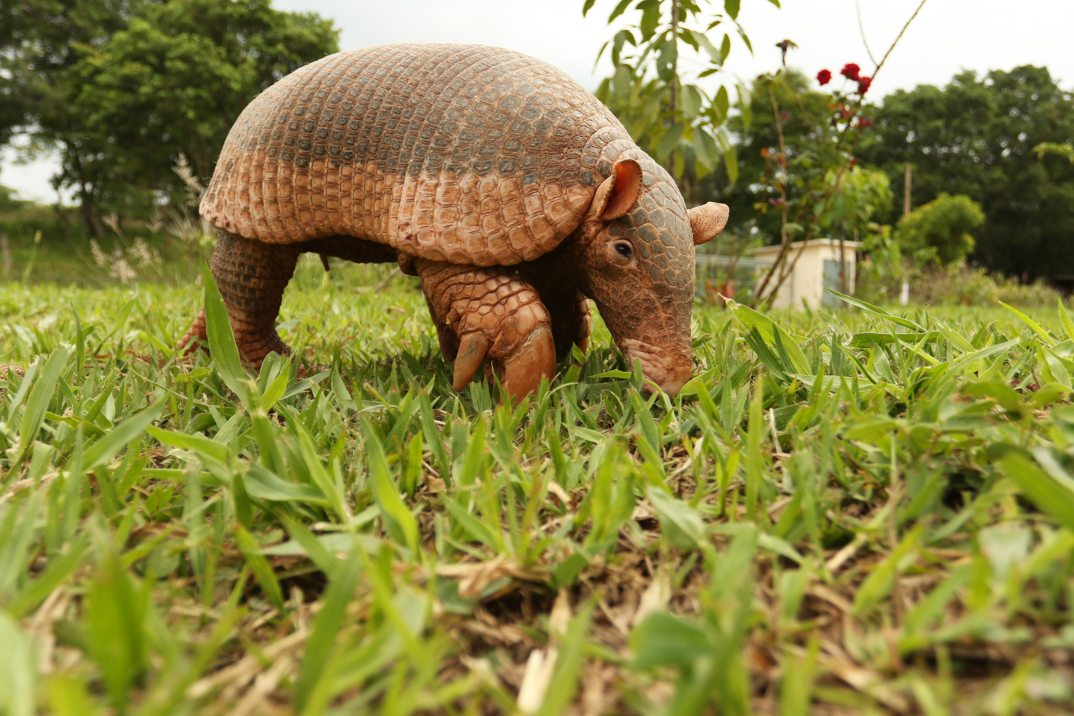curiosidades sobre o tatu-canastra