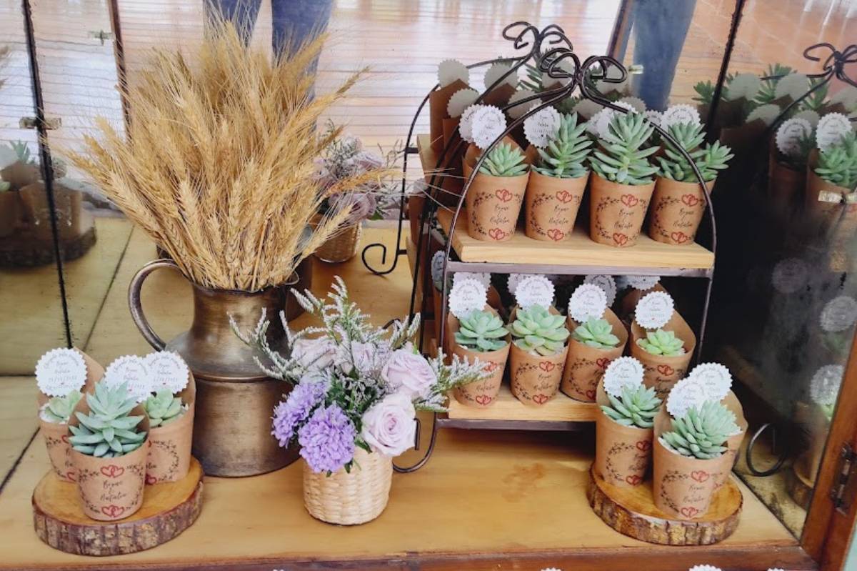 jiboia ou costela de adão qual escolher