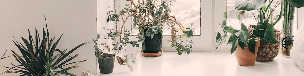 tipos de folhagem para decoração