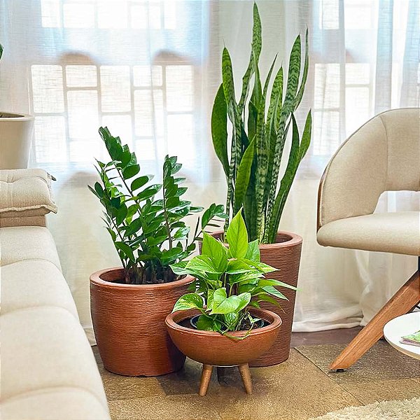 melhores folhagens para decorar sua casa