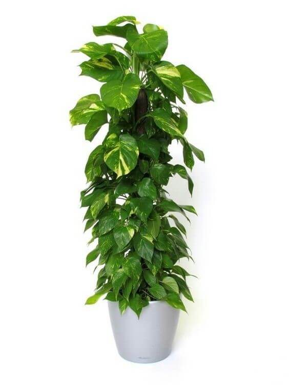 folhagens morrendo como evitar erros comuns