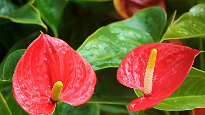 folhagens baratas para decoração interna