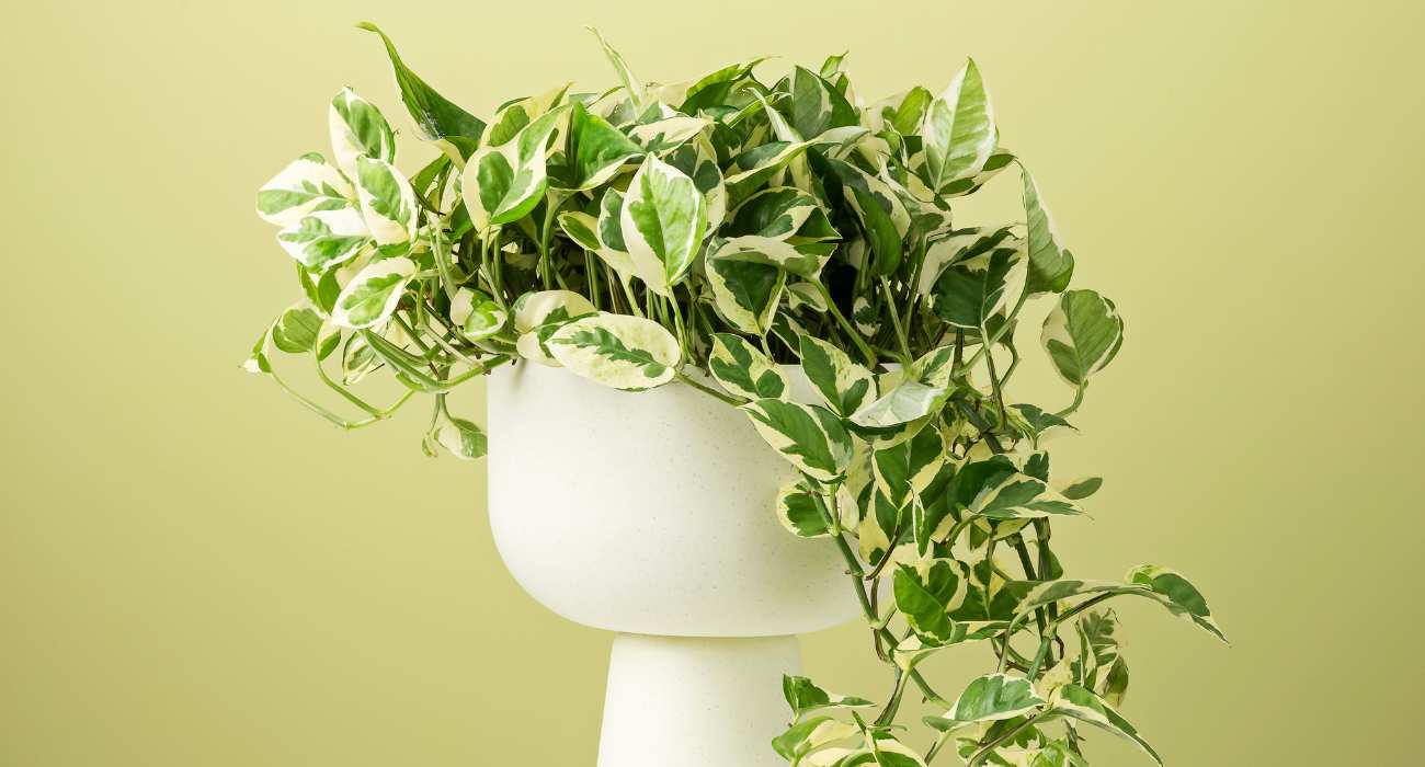 folhagens baratas para decoração interna