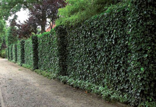 como plantar trepadeira em muro