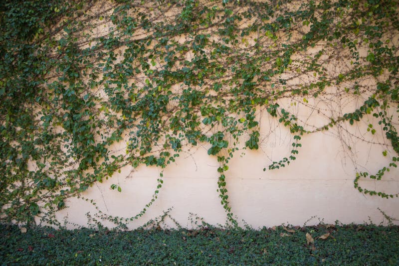 trepadeira com flores para muro