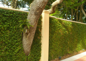 trepadeira para sombra em muro