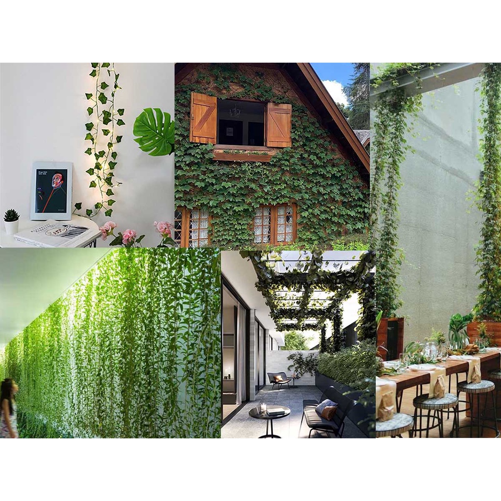 plantas para cobrir muro