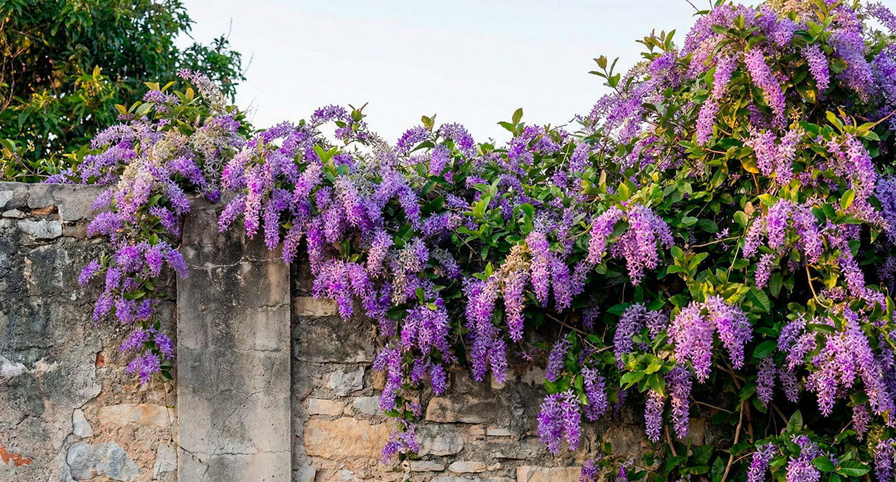como plantar trepadeira em muro