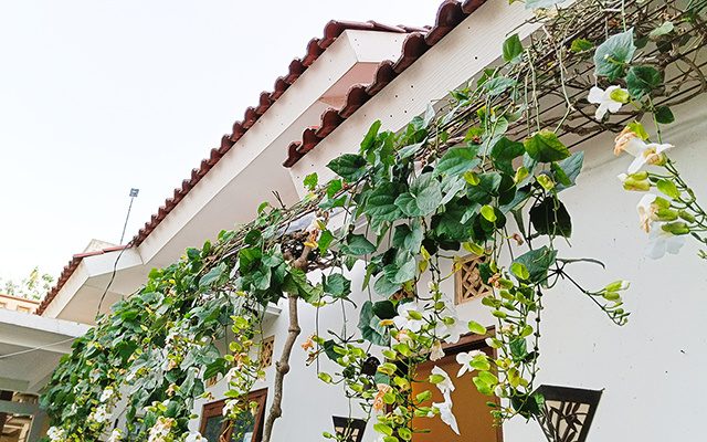 trepadeira com flores para muro