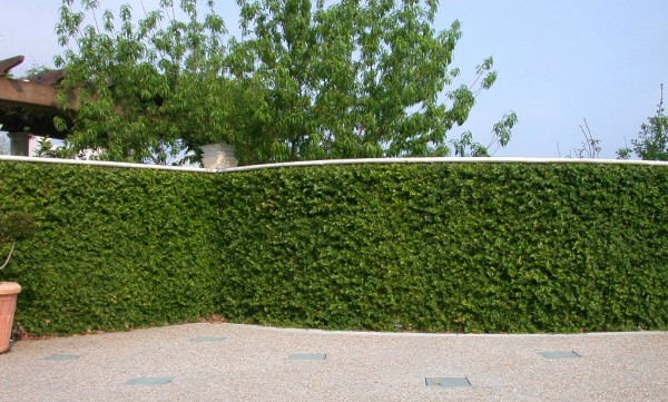trepadeira para sombra em muro