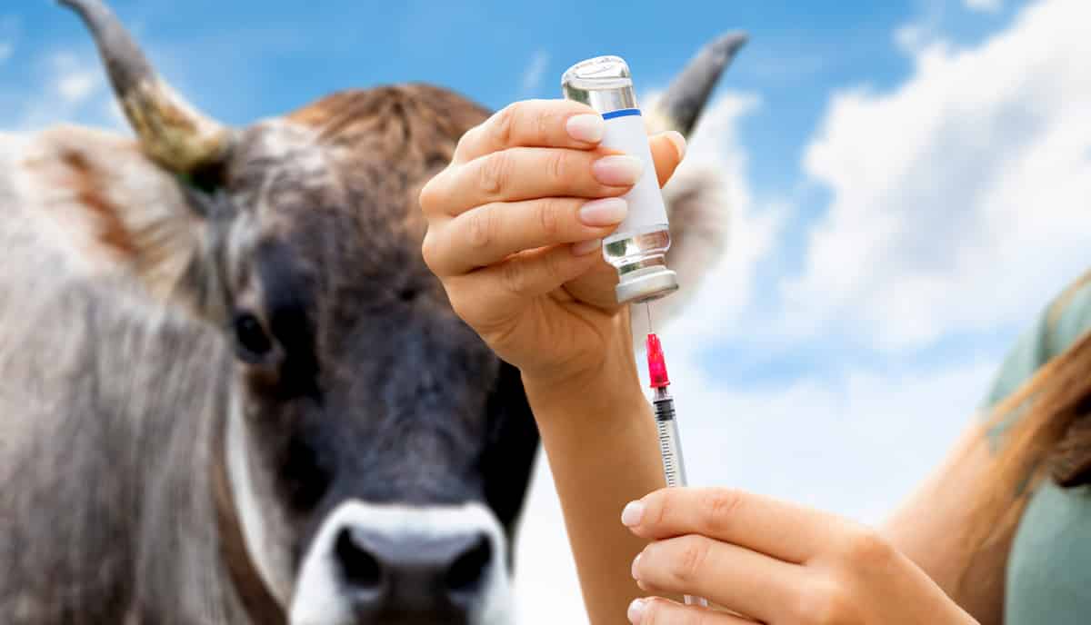 calendário vacinal bovinos de corte 2026