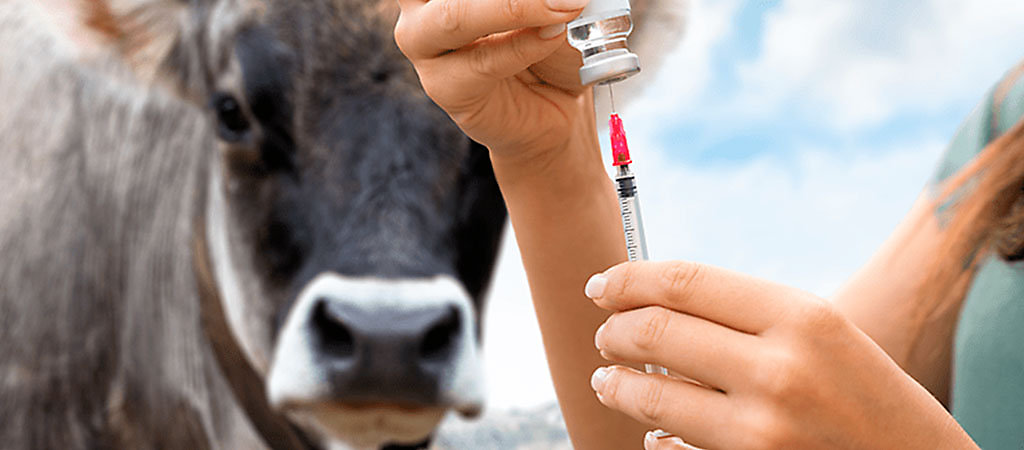 doenças gado de corte prevenção