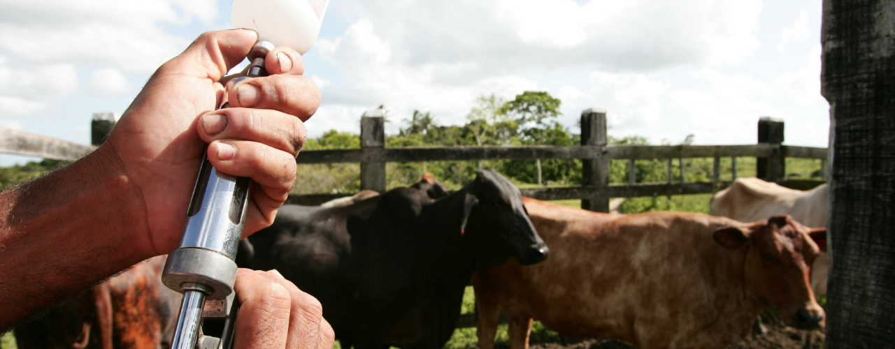 vacinação do rebanho de corte