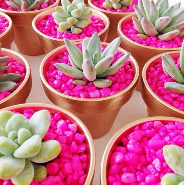 vaso de suculentas