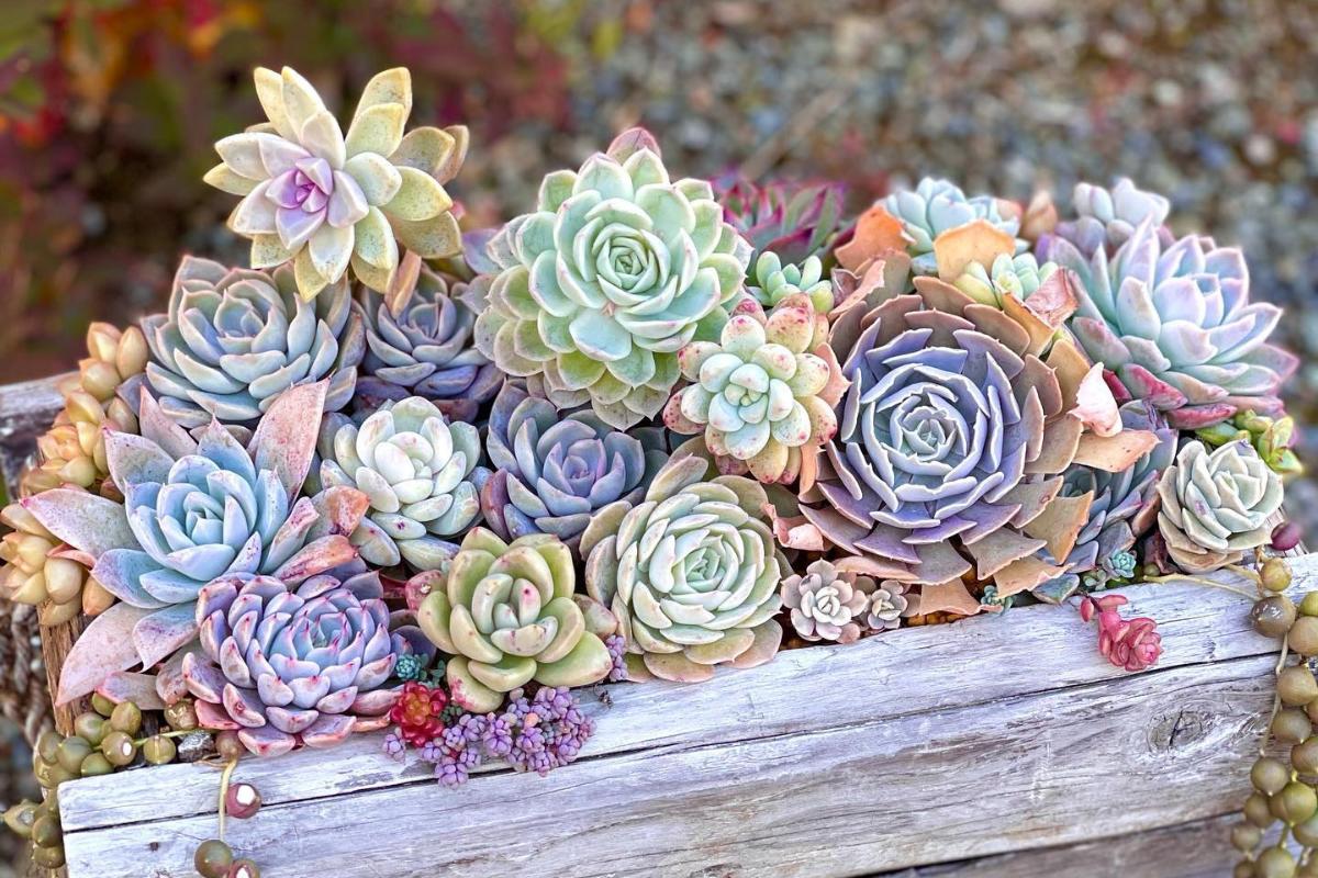 vaso de suculentas