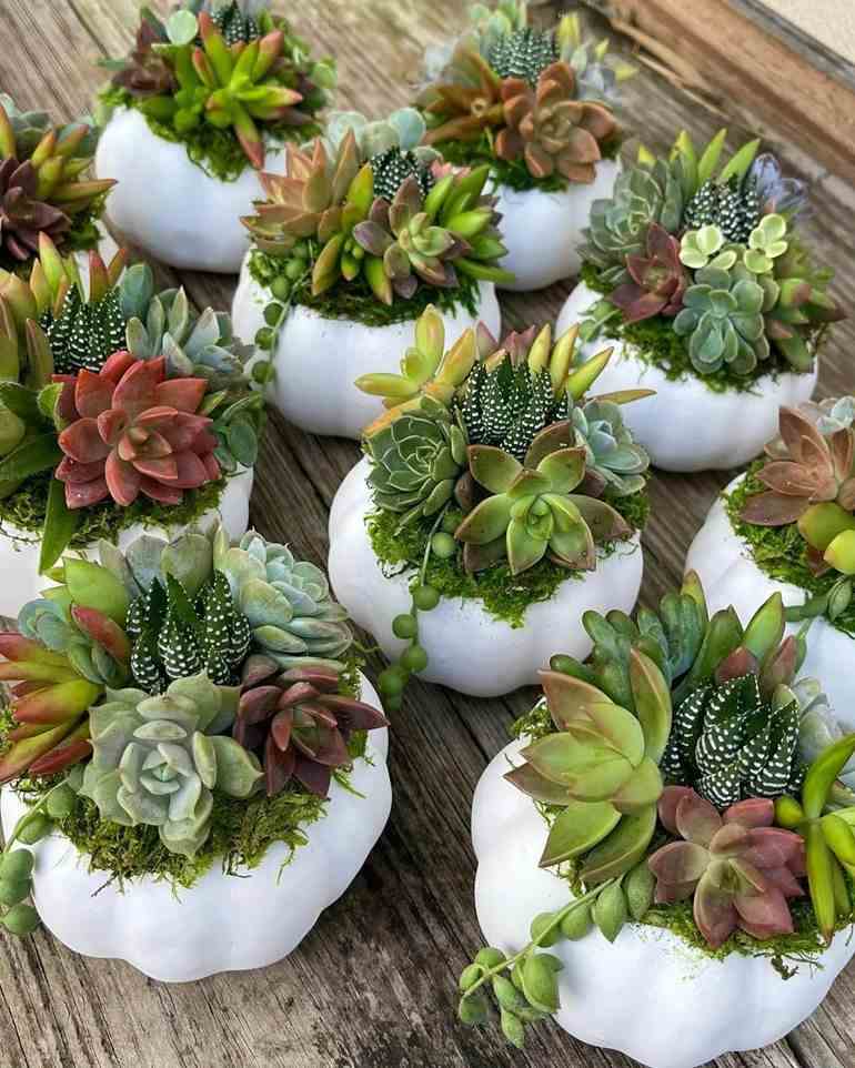 5 ideias de títulos:
1. Guia Completo: Como Escolher o Vaso Perfeito para Suas Suculentas
2. Materiais de Vasos para Suculentas: Prós e Contras
3. Tamanho e Profundidade Ideais do Vaso para Suculentas Saudáveis
4. Dicas Essenciais de Montagem e Cultivo de Suculentas em Vasos
5. Erros Comuns ao Escolher Vasos para Suculentas e Como Evitá-los