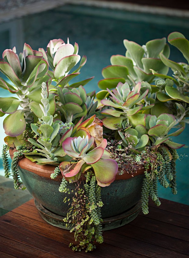 vaso de suculentas