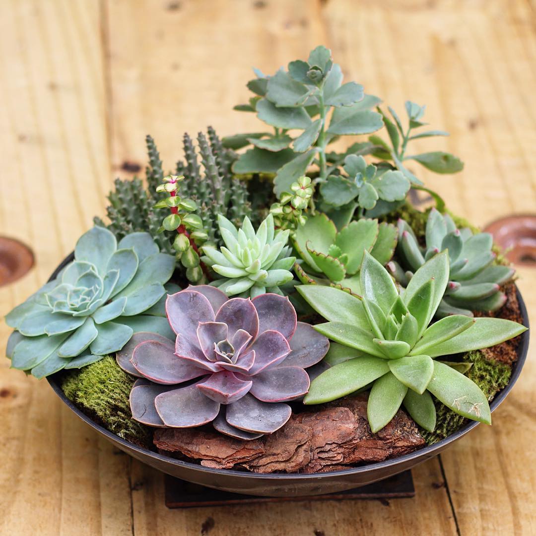 5 ideias de títulos:
1. Guia Completo: Como Escolher o Vaso Perfeito para Suas Suculentas
2. Materiais de Vasos para Suculentas: Prós e Contras
3. Tamanho e Profundidade Ideais do Vaso para Suculentas Saudáveis
4. Dicas Essenciais de Montagem e Cultivo de Suculentas em Vasos
5. Erros Comuns ao Escolher Vasos para Suculentas e Como Evitá-los