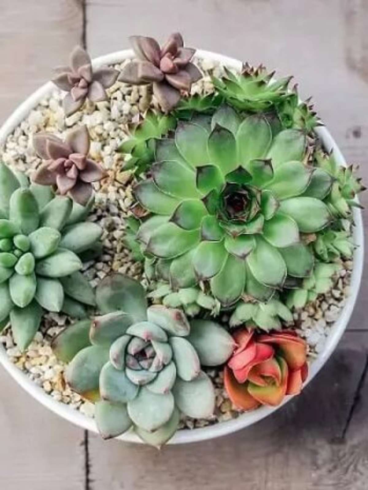 5 ideias de títulos:
1. Guia Completo: Como Escolher o Vaso Perfeito para Suas Suculentas
2. Materiais de Vasos para Suculentas: Prós e Contras
3. Tamanho e Profundidade Ideais do Vaso para Suculentas Saudáveis
4. Dicas Essenciais de Montagem e Cultivo de Suculentas em Vasos
5. Erros Comuns ao Escolher Vasos para Suculentas e Como Evitá-los