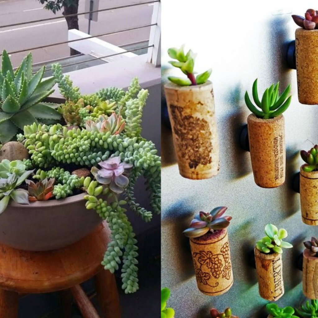 5 ideias de títulos:
1. Guia Completo: Como Escolher o Vaso Perfeito para Suas Suculentas
2. Materiais de Vasos para Suculentas: Prós e Contras
3. Tamanho e Profundidade Ideais do Vaso para Suculentas Saudáveis
4. Dicas Essenciais de Montagem e Cultivo de Suculentas em Vasos
5. Erros Comuns ao Escolher Vasos para Suculentas e Como Evitá-los