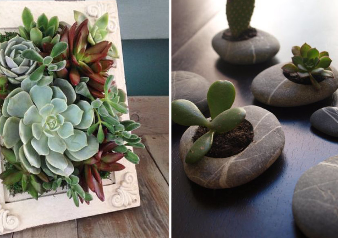 vaso de suculentas