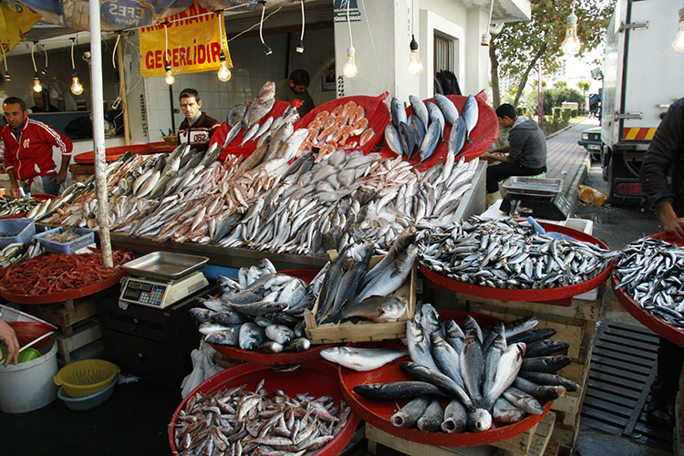 Guia Completo: Como Obter o RGP para Aquicultores e Legalizar Sua Produção de Peixes