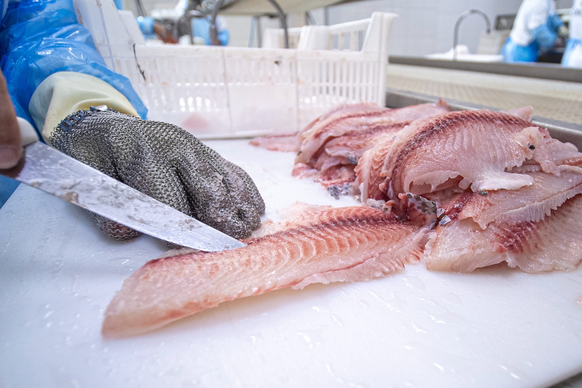 Pesque-Pague: Um Modelo de Negócio Lucrativo para a Comercialização de Peixe Vivo