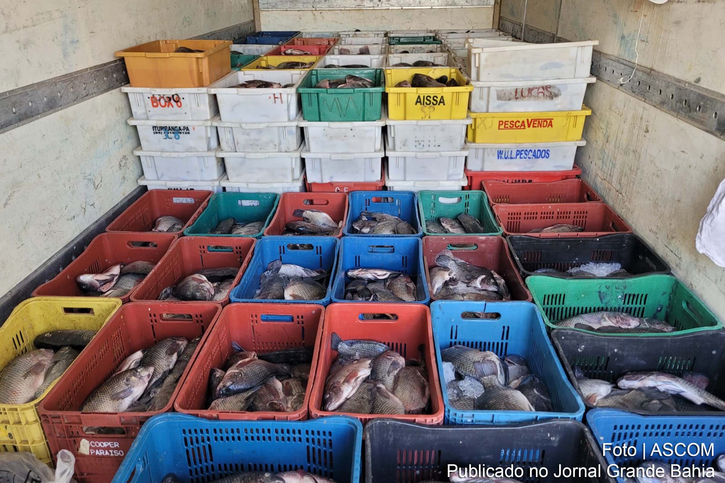Venda Direta de Peixe: Maximizando Lucros em Feiras e Mercados Locais