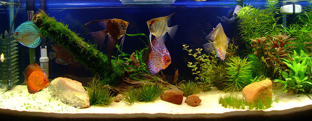 decoração aquário plantado